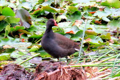 Gallinula tenebrosa tenebrosa