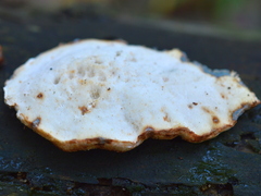 Fuscopostia leucomallella