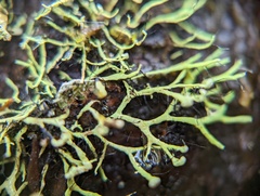 Heterodermia lutescens