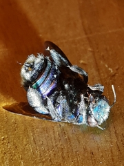 Xylocopa bombylans