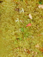 Adenochilus gracilis