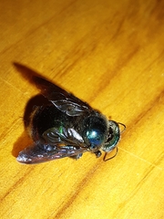 Xylocopa bombylans