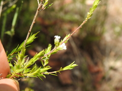 Styphelia leptospermoides