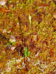 Adenochilus gracilis