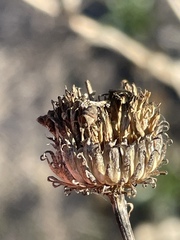 Grindelia camporum