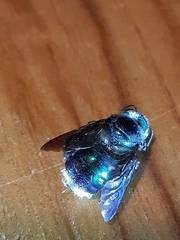 Xylocopa bombylans