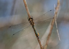 Hemicordulia continentalis
