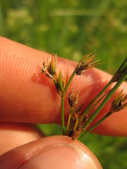 Juncus dudleyi