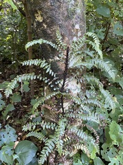 Blechnum filiforme
