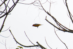 Icterus bullockii