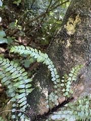 Blechnum filiforme