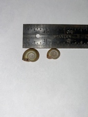 Planorbella pilsbryi