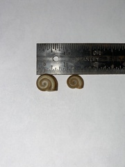 Planorbella pilsbryi