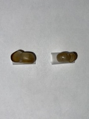 Planorbella pilsbryi