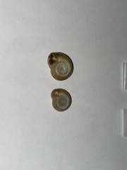 Planorbella pilsbryi