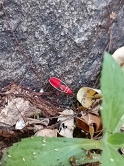 Dysdercus bimaculatus