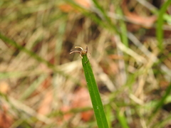 Tricoryne anceps