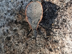 Triatoma