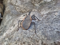 Triatoma