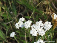Mylabris quadripunctata