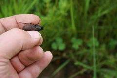 Carabus rugosus celtibericus