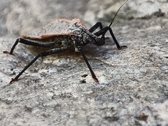 Triatoma