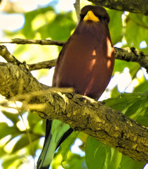 Eurystomus glaucurus