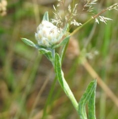 Centaurea alba