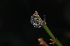 Opisthoncus polyphemus