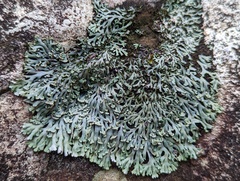 Heterodermia obscurata