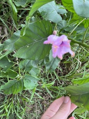 Ipomoea carnea fistulosa