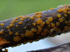 Dacrymyces variisporus