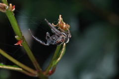 Opisthoncus polyphemus