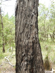 Eucalyptus tindaliae