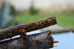 Dacrymyces variisporus