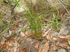 Tricoryne anceps