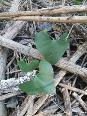 Aristolochia littoralis