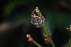 Opisthoncus polyphemus