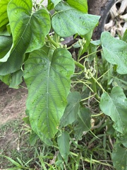Ipomoea carnea fistulosa