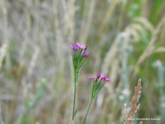 Dactylis glomerata hispanica