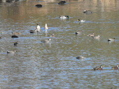 Anas rubripes × platyrhynchos