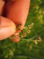 Juncus dudleyi