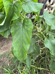 Ipomoea carnea fistulosa