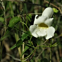 Amphilophium carolinae