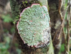 Herpothallon