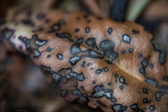 Ruptoseptoria unedonis