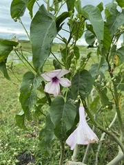 Ipomoea carnea fistulosa