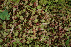 Illecebrum verticillatum