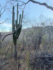 Pachycereus pecten-aboriginum