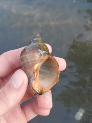 Stramonita biserialis